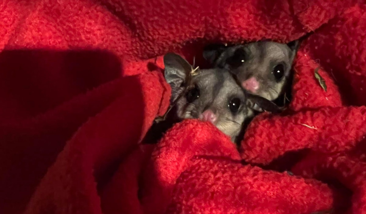 These two little ones are getting ready to go into an outside enclosure in preparation for release.